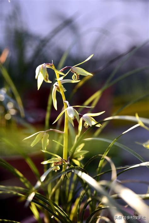 種蘭花材料|養蘭花新手入門，手把手教你如何配製植料